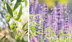 Read the rest of our olive tree care guide and find out how to look after an olive tree to make it last a lifetime. Alan Titchmarsh S Tips On Creating A Mediterranean Garden Express Co Uk
