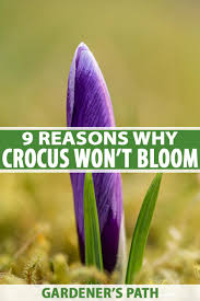 We did not find results for: Why Won T My Crocus Bloom Gardener S Path