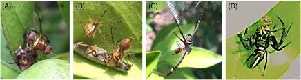The gall formed by this fly is popularly known as 'silver shoot' or 'onion shoot' or 'anaikomban' because of the formation of hollow. Effect Of Natural Predators On Queensland Fruit Fly Bactrocera Tryoni Froggatt Diptera Tephritidae Control By Sterile Insect Technique Sit Rathnayake 2019 Pest Management Science Wiley Online Library