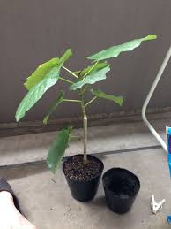 ウンベラータの新芽がでない でる ｗ Man With A Plant 植物と人