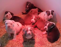 Maybe you would like to learn more about one of these? Pitbull Chiot Puppy Puppies Pero Cane American Bully Xl Xxl Bully Pitbull A Vendre For Sale France Animals Funny Cats Animal Photography Lions Funny Cat Photos