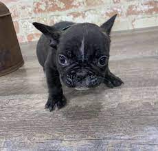 Browse thru our id verified puppy for sale listings to find your perfect puppy in your area. French Bulldog Puppies Monroeville Pa Petland Monroeville