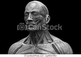 This product includes all the anatomy systems of a human male torso: Human Body Anatomy Of A Male Head And Torso Anatomy Human Head And Shoulder Muscular Anatomy In 3d Render In Black And Canstock