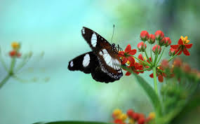 Roxanne M. Perry Obituary
