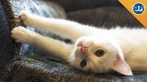 They also have slightly scratched my leather seats with their back claws, their front ones are i can yell at them while i am home to get off the furniture, but when i am gone i have evidence of them lying on the furniture. How To Stop Your Cats From Scratching Furniture Jackson Galaxy