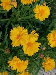 Image result for Blepharis transvaalensis