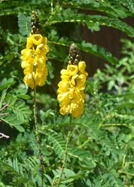 Image result for Senna didymobotrya