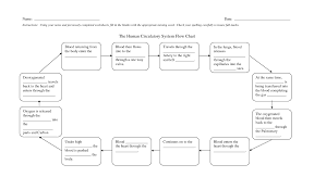 Coronary Circulation Flow Chart Cardiac Blood Diagram Artery