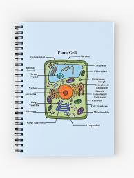 Check spelling or type a new query. Labeled Plant Cell Diagram Spiral Notebook By Bundabear Redbubble