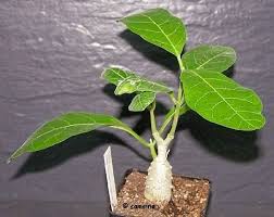 Image result for Fockea multiflora