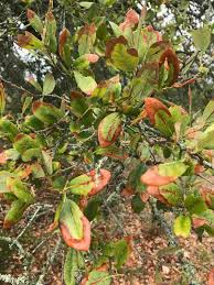 Texasoakwilt