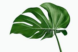 Monstera Delicosa Plant Leaf On A White Background Mockup Premium Image By Rawpixel Com Jira Plant Leaves Plants Philodendron