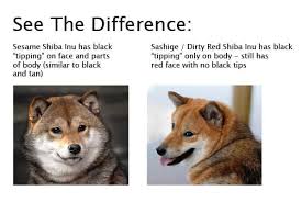 Black And Tan Shiba Inu Dachshund Mix Shiba Inu Coats 101 My First Shiba Inu Shiba Inu Shiba Inu