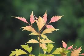 前田森林植生研究所 2018年08月