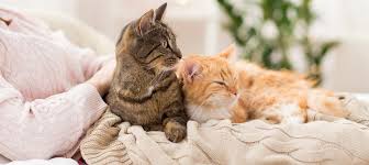Search for jobs on careerarc. Veterinarian In Virginia Beach Veterinary Hospital Beach Pet Hospital
