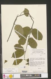 Image result for Oncinotis