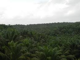 Lai daun berukuran 55 sm hingga 65 sm dan menguncup dengan lebar 2.5 sm hingga 4 sm. Ladang Kelapa Sawit Dalam Gambar Ekolss Blog