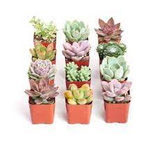 Assorted Mix Succulents Cactus Plants Plants Garden Flowers The Home Depot Succulents Planting Succulents Plants