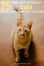 I'm sorry i was thinking about cats again. 25 Purr Fect Quotes About Cats For Any Cat Lover