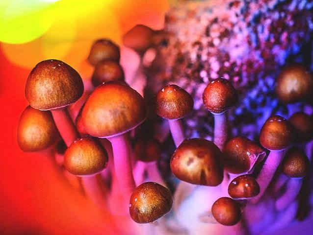 Medical Benefits of Magic Mushrooms