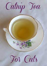 Catnip Tea For Cats Cat Recipes Homemade Drinks Catnip
