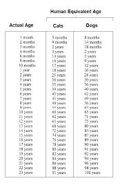 pet age chart to compare your pets age to humans year 6