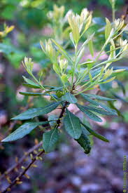 Image result for Myricaceae