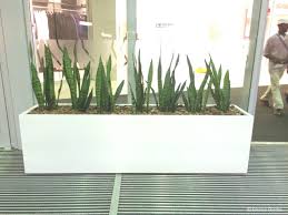 Image result for Sansevieria hyacinthoides