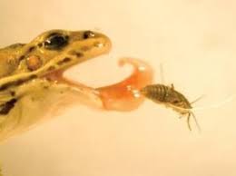 Maybe you would like to learn more about one of these? Frog Spit Behaves Like Bug Catching Ketchup Scientific American