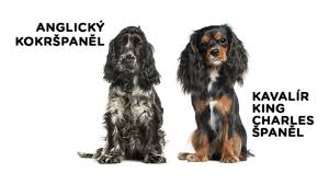 Image result for anglický kokršpaněl