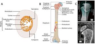 It is made up of cortical bone and usually contains bone. Http Uu Diva Portal Org Smash Get Diva2 1411113 Fulltext01 Pdf