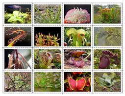 Popular Carnivorous Plants Mini Matching Cards