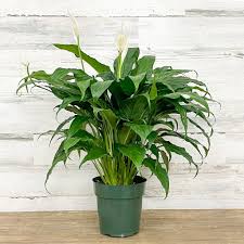 Image result for Spathiphyllum
