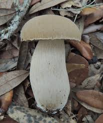 Image result for Boletus variipes