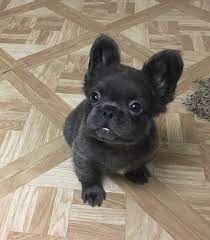 Black Cute Fluffy French Bulldog Baby French Bulldog French Bulldog Funny Bulldog Puppies