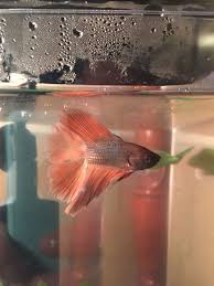 My Double Tail Hades Zeus And Hades Were Bought At The Same Time Betta Fish Zeus And Hades Fish Pet