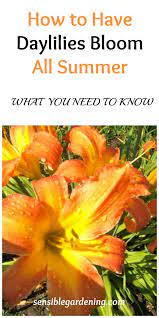 Daylily Blooms Day Lilies Day Lilies Care Daylily Garden