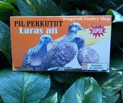 Langkah pertama yang perlu dipastikan ialah kebersihan kencur itu sendiri. 6 Makanan Burung Perkutut Agar Cepat Gacor Hargaburung Id
