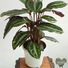 Wolipop berbincang dengan dua orang wanita yang menjual tanaman hias yaitu anjar dari toko tanaman hias 5. Bibit Tanaman Hias Bunga Calathea Picturata Silverback Shopee Indonesia