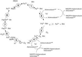 His mother barbara plays the cello and both his brothers antoni and andrzej are musicians. Human Mitochondrial Cytochrome P450 27c1 Is Localized In Skin And Preferentially Desaturates Trans Retinol To 3 4 Dehydroretinol Journal Of Biological Chemistry