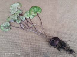 Image result for Cyclamen parviflorum