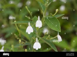 Image result for Rhinacanthus zambesiacus