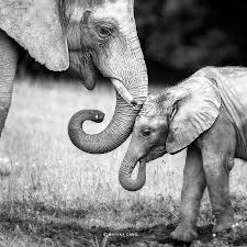 Black And White Elephant Pictures Amazing Wildlife Photography By Marina Cano Elephant Photography Animals Beautiful Animals