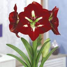 Galaxy Amaryllis Barbados K Van Bourgondien