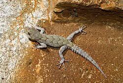 Image result for Kotschya