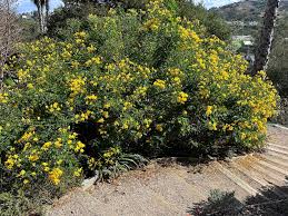 Image result for Senna bicapsularis