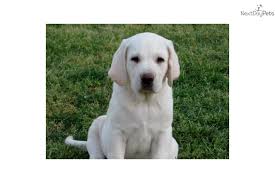 Lab puppies photos & prices here. Puppies For Sale From Damascus Way Labradors Member Since October 2011