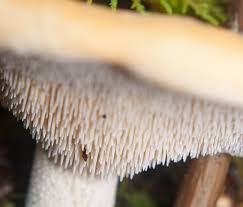 Image result for Dentinum repandum