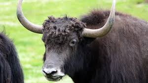 Image result for yak