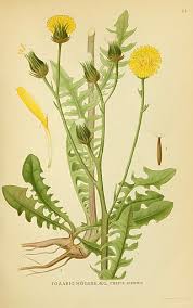 Image result for Crepis urundica